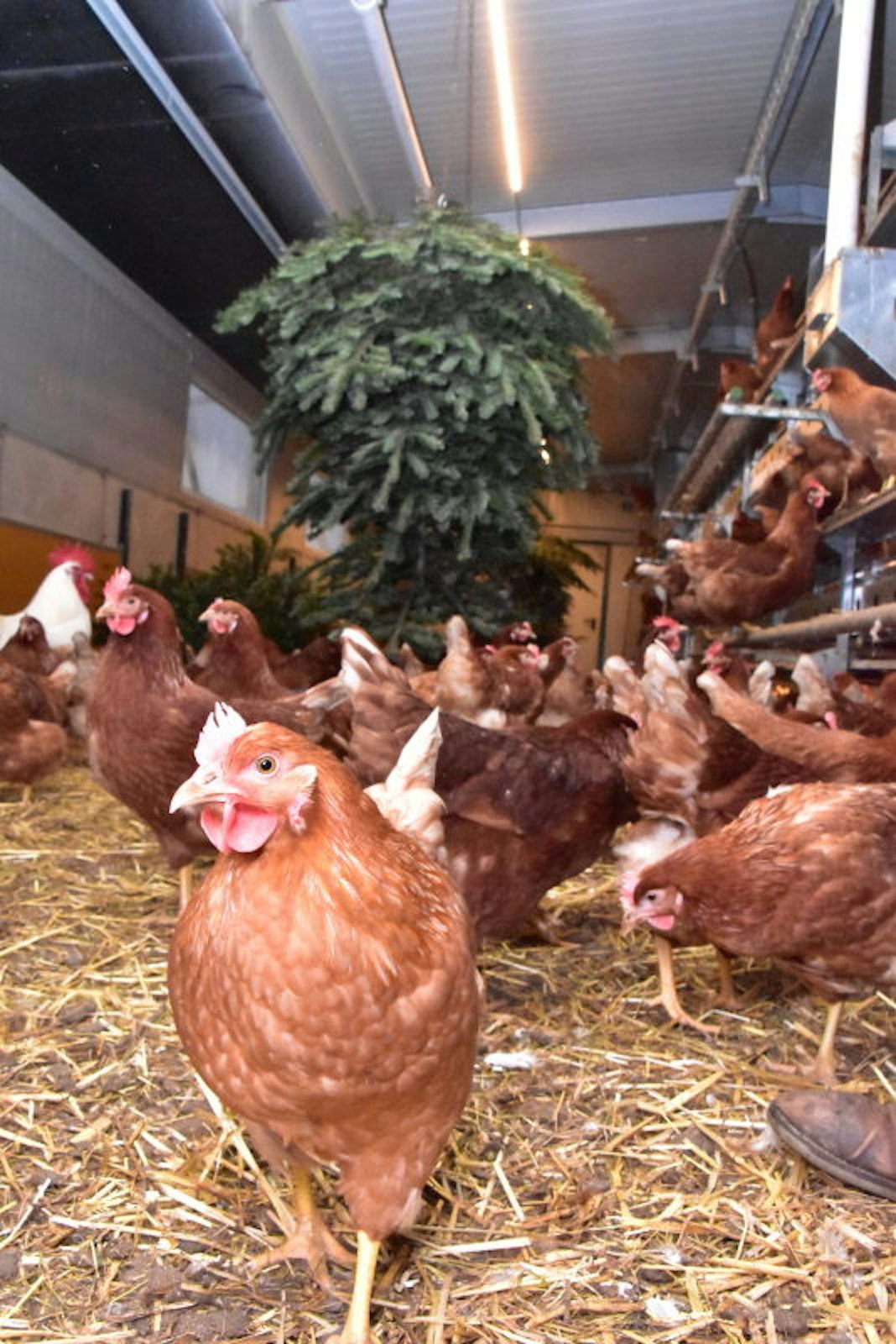 Viel Platz haben die Hühner auf Gut Fussberg. In einem der Ställe leben 1200 Hennen. Drei Ebenen und ein „Wintergarten“ stehen ihnen zur Verfügung.