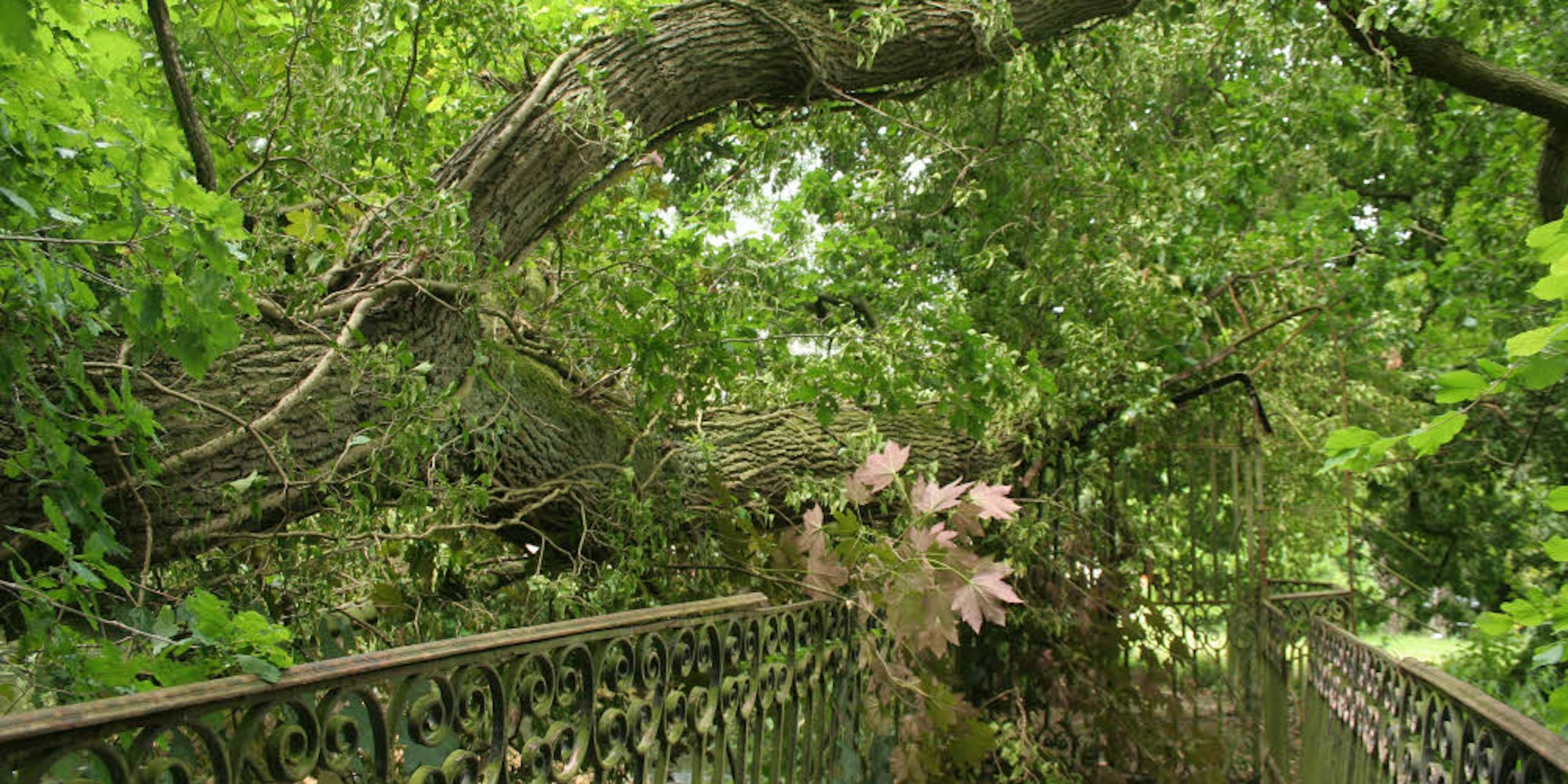 Eine alte Eiche ist am Samstag am Schloss Frens auf eine Brücke über den Wassergraben gestürzt.