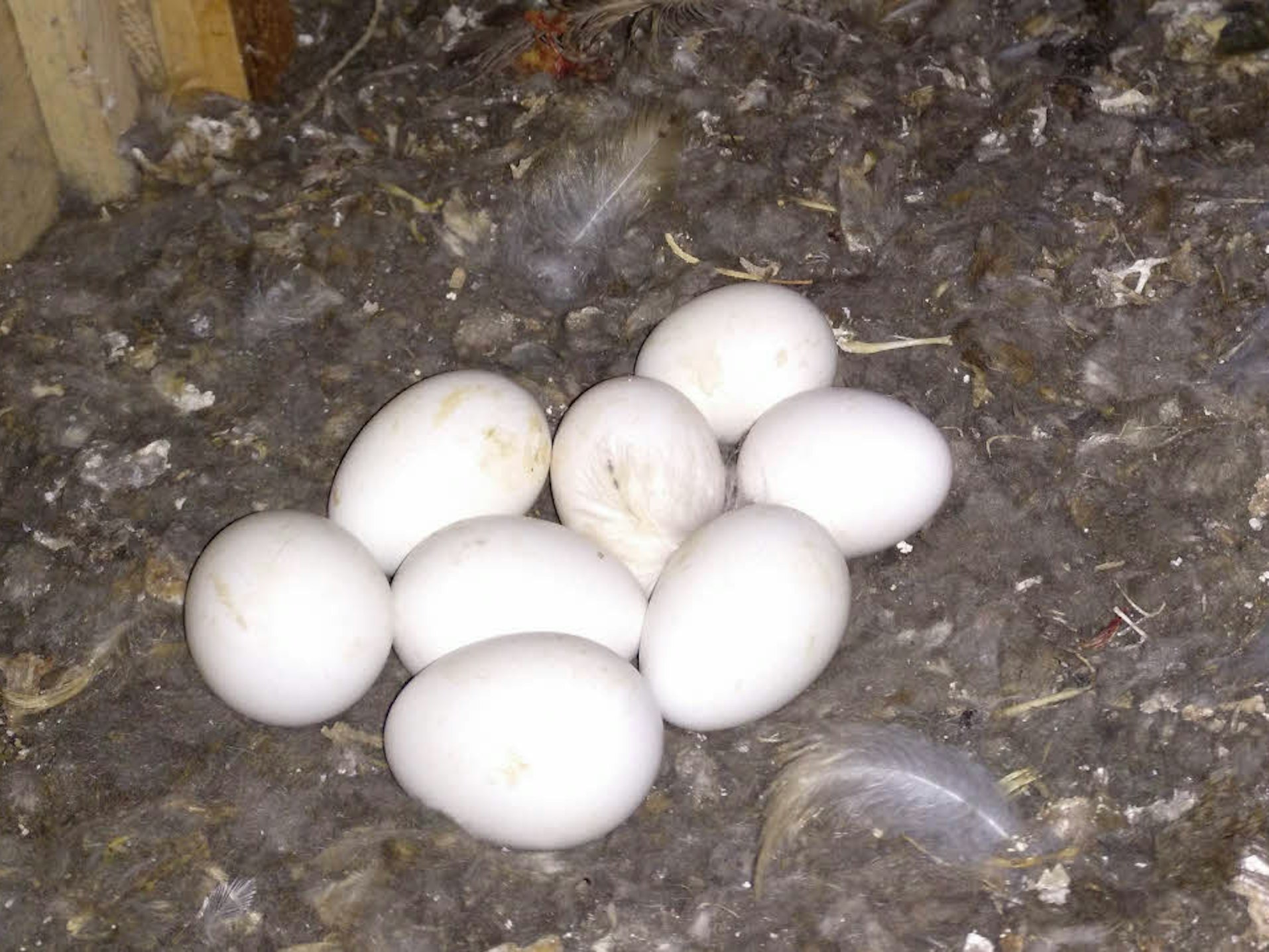 Die Ehrenamtler des Naturschutzbundes entdeckten im Frühjahr acht Eier von Schleiereulen.