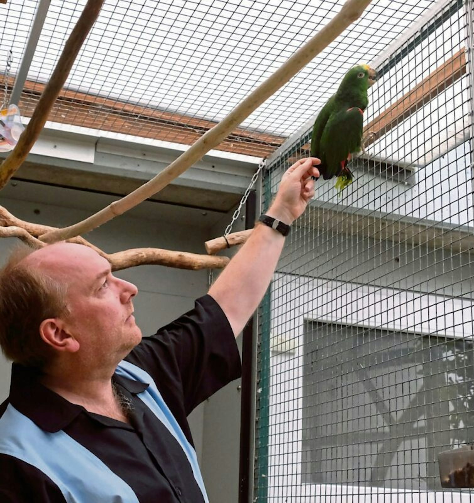 Papageien brauchen geräumige und stabile Volieren, damit sie auch wirklich tierschutzgerecht gehalten werden können, sagt Franz Josef Diefenthal.