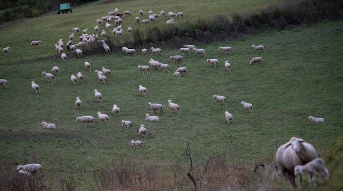Schafe laufen über eine Weide.