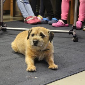 Chester ist ein acht Jahre alter Border-Terrier und kommt zweimal in der Woche an die Wesselinger Goetheschule.