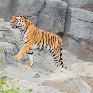 Tiger Sergan