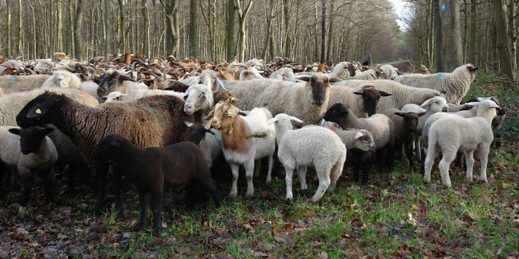 Begegnungen im Wald: Der Schäfer Josef Burbach aus Duisdorf durchquert den Wald gelegentlich mit seiner Herde. Im Januar war er mit etwa 400 Mutterschafen und 100 Ziegen von einer Weide bei Buschhoven aus in Richtung Heimerzheim gezogen.