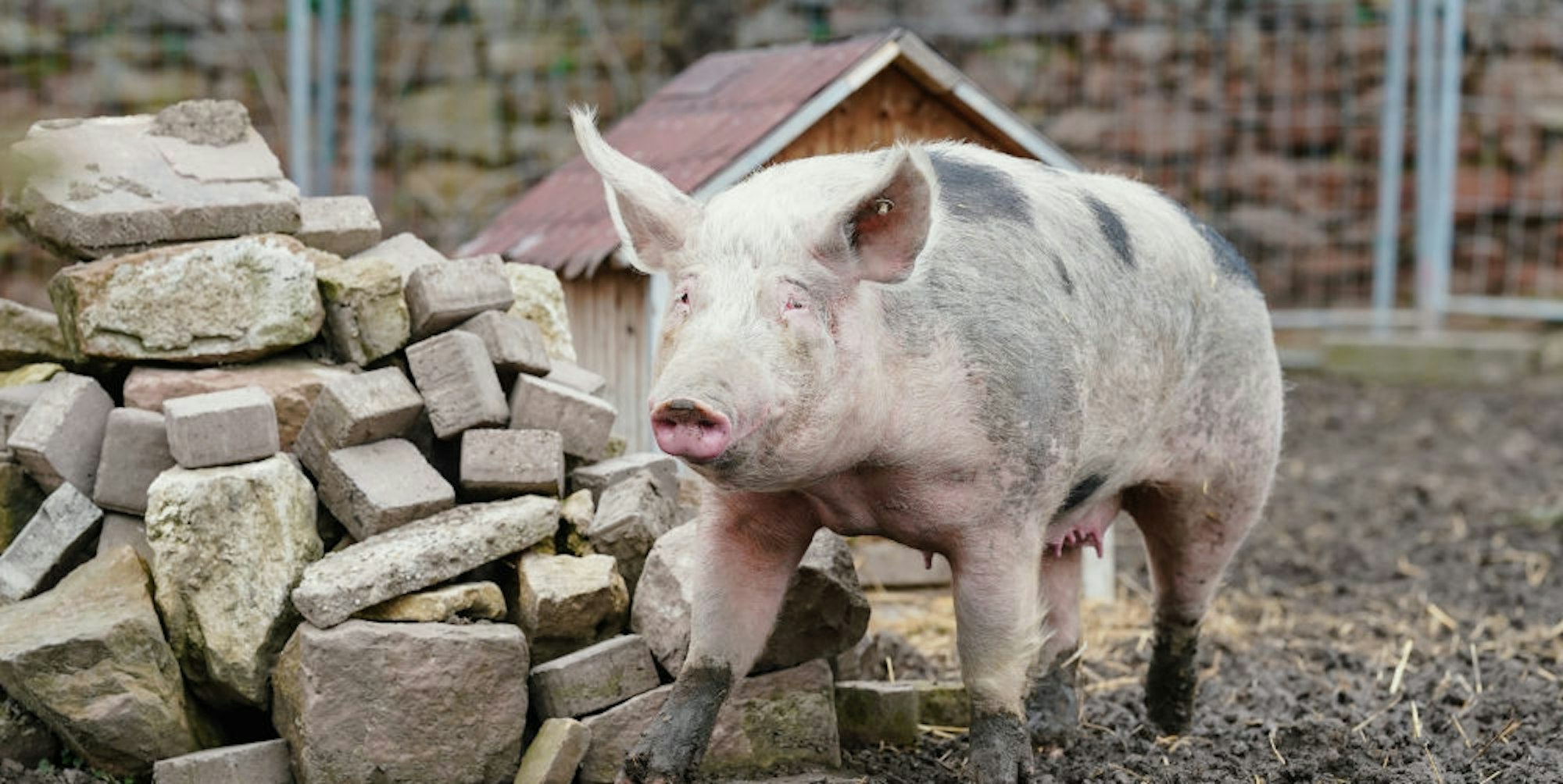 Chinesische Forscher haben einen neuartigen Erreger in Schweinen gefunden. 