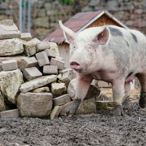 Chinesische Forscher haben einen neuartigen Erreger in Schweinen gefunden. 