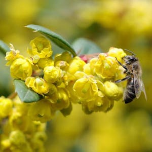 Fleißige Sammler, faule Flieger: Die ersten Honigbienen wagen sich jetzt ins Freie. Die Saison endet spätestens Mitte/Ende August.