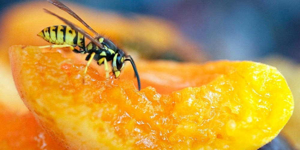 Die Wespe liebt süße Früchte wie Aprikosen – daher werden diese im Freien besser immer abgedeckt.