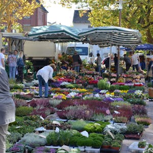 Der Stand des Blumenhändlers Kolvenbach zählte zu den farbenprächtigsten auf dem Brühler Wochenmarkt.