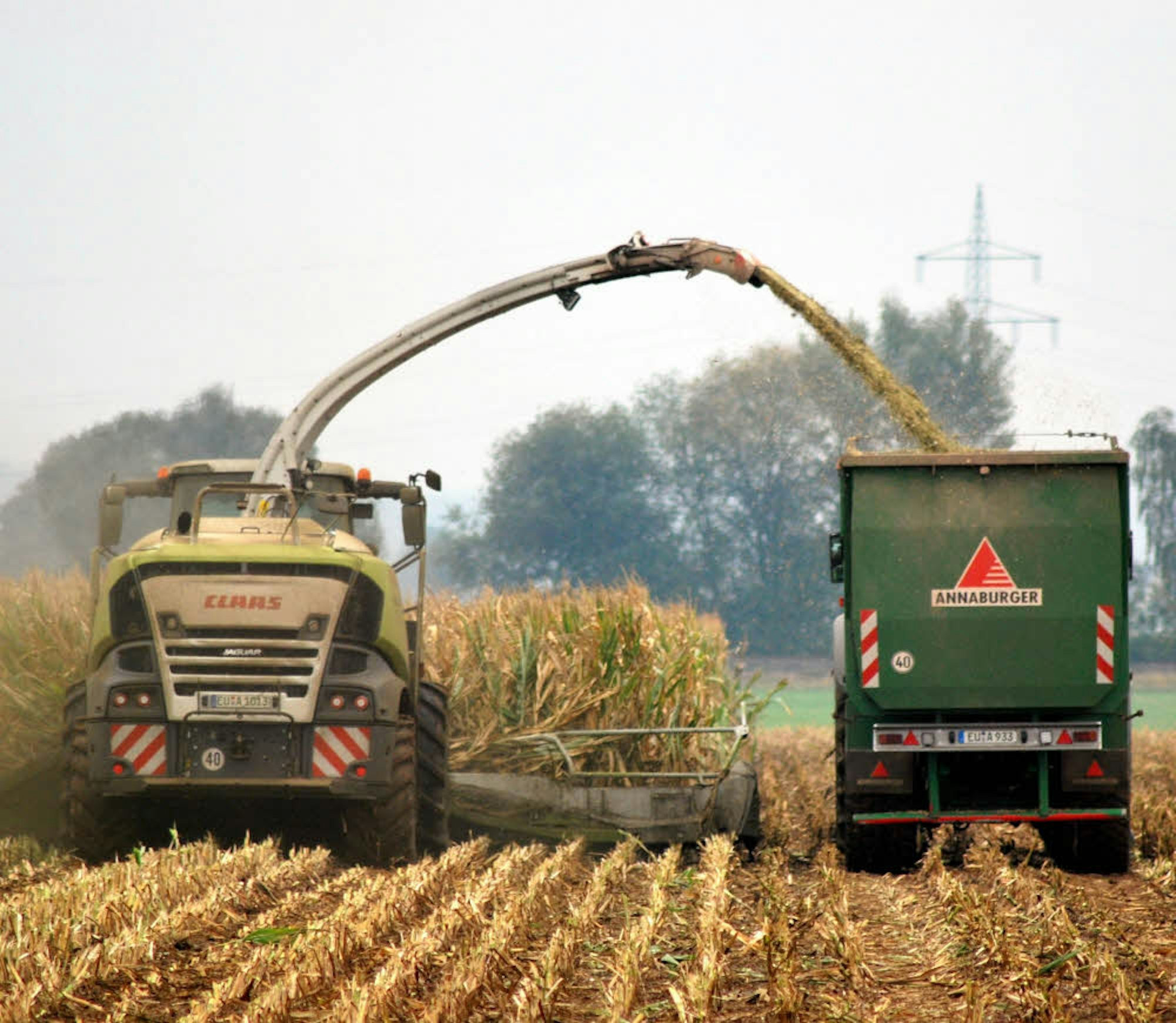 Die Erntemaschine erfasst 20 Reihen Mais gleichzeitig, zerkleinert die Pflanzen und befördert sie auf den Anhänger.