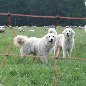 2020_11_19-db-Herdenschutzhunde -nabu-anette-wolff