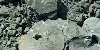 Fossilien erforschen : flickr Urheber Laurence Ireland