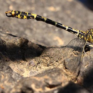 Auffälliger schwarz-gelber Körper: Die kleine Zangenlibelle wurde im Rosbachtal entdeckt. Sie ist vom Aussterben bedroht.