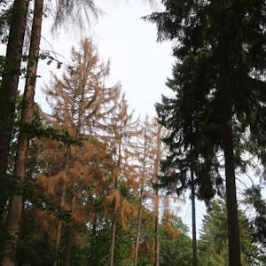 Vertrocknet und vom Borkenkäfer befallen: Die Nadelbaumbestände im Flachland und der Eifel sind gefährdet.