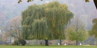 Ein Park mit alten Bäumen nimmt den größten Teil der Rheininsel ein.
