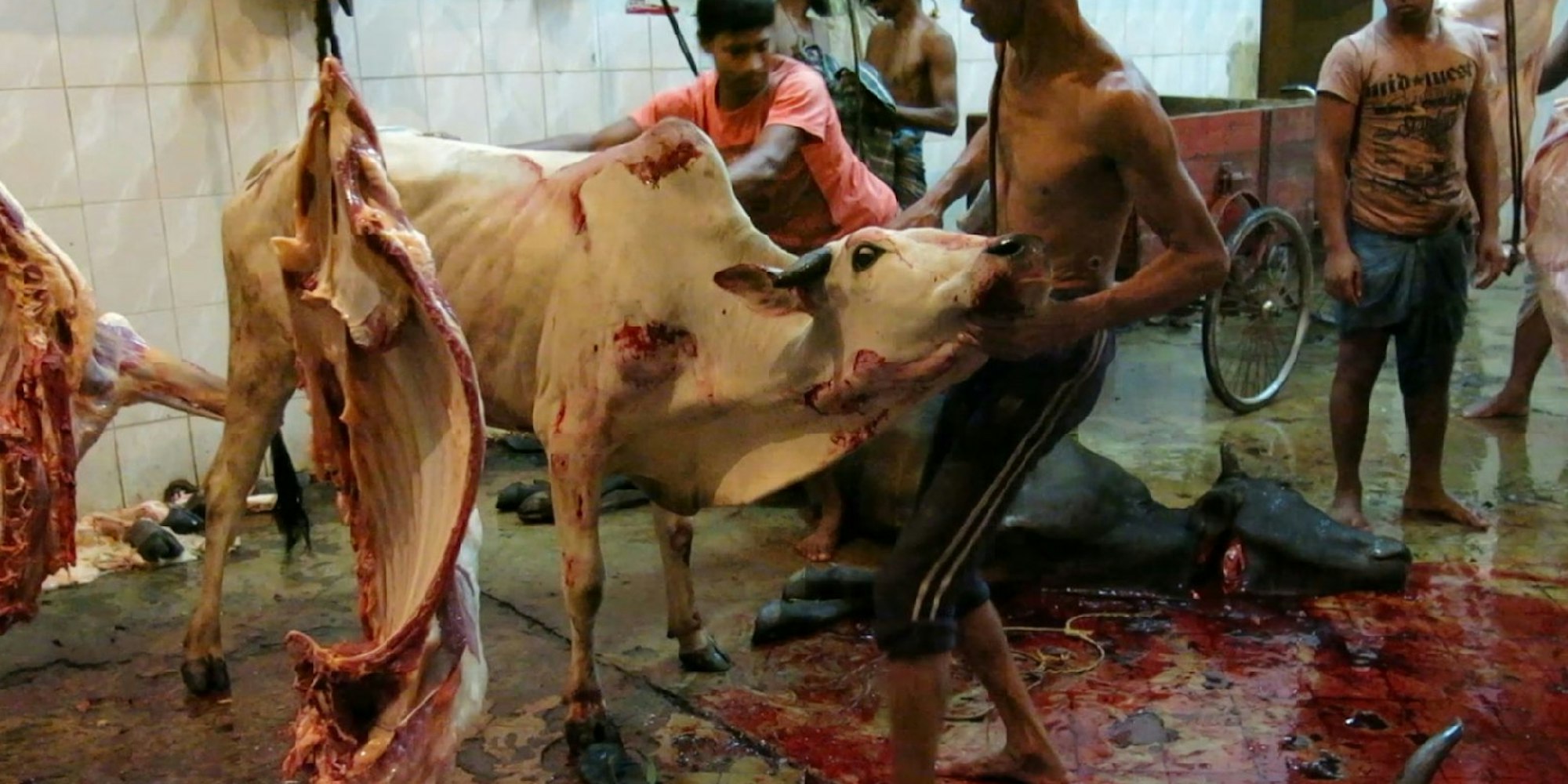 Schlachthof in Bangladesch: Hier werden die Tiere brutal getötet – anschließend wird den Rindern die Haut abgezogen.