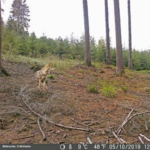 Aus einer Wildtierkamera stammt dieses Foto von einem Wolf, aufgenommen wurde es in Engelskirchen.