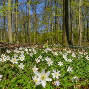 Blühende Frühlingsboten im Wald: Buschwindröschen sind meist die ersten.