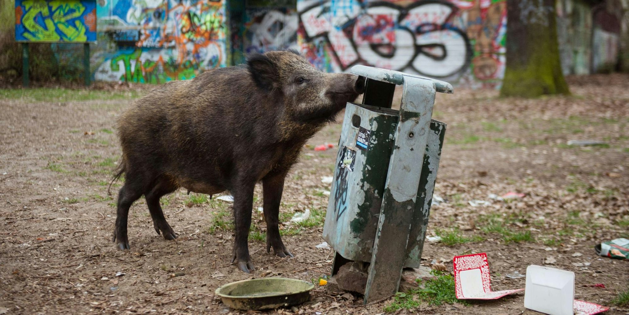 Das Wildschwein ist für viele ein Störenfried: Nachdem sich ich Bergneustadt Bürger über Schwarzwild im Garten beschwert hatten, berichtete ein Waidmann im Ausschuss über die Herausforderungen bei der Sauenjagd. (Symbolbild)