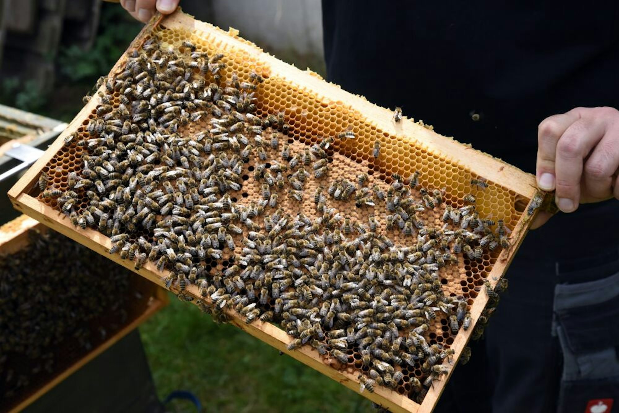 Die Insekten produzieren Honig, den die Mieter erhalten. 