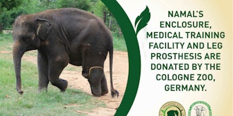 Für den Elefantenbullen Namal, der an seinem linken Hinterbein eine Prothese trägt, soll in Sri Lanka ein neues Großgehege gebaut werden – dafür werden Spender gesucht.
