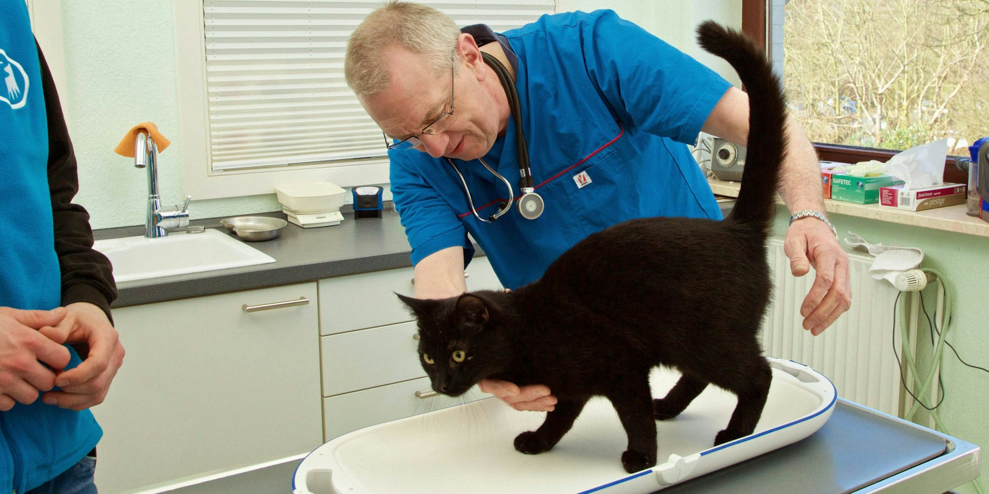 Der Besuch beim Tierarzt wird zur Pflicht: Katzen mit Auslauf müssen kastriert und registriert werden.