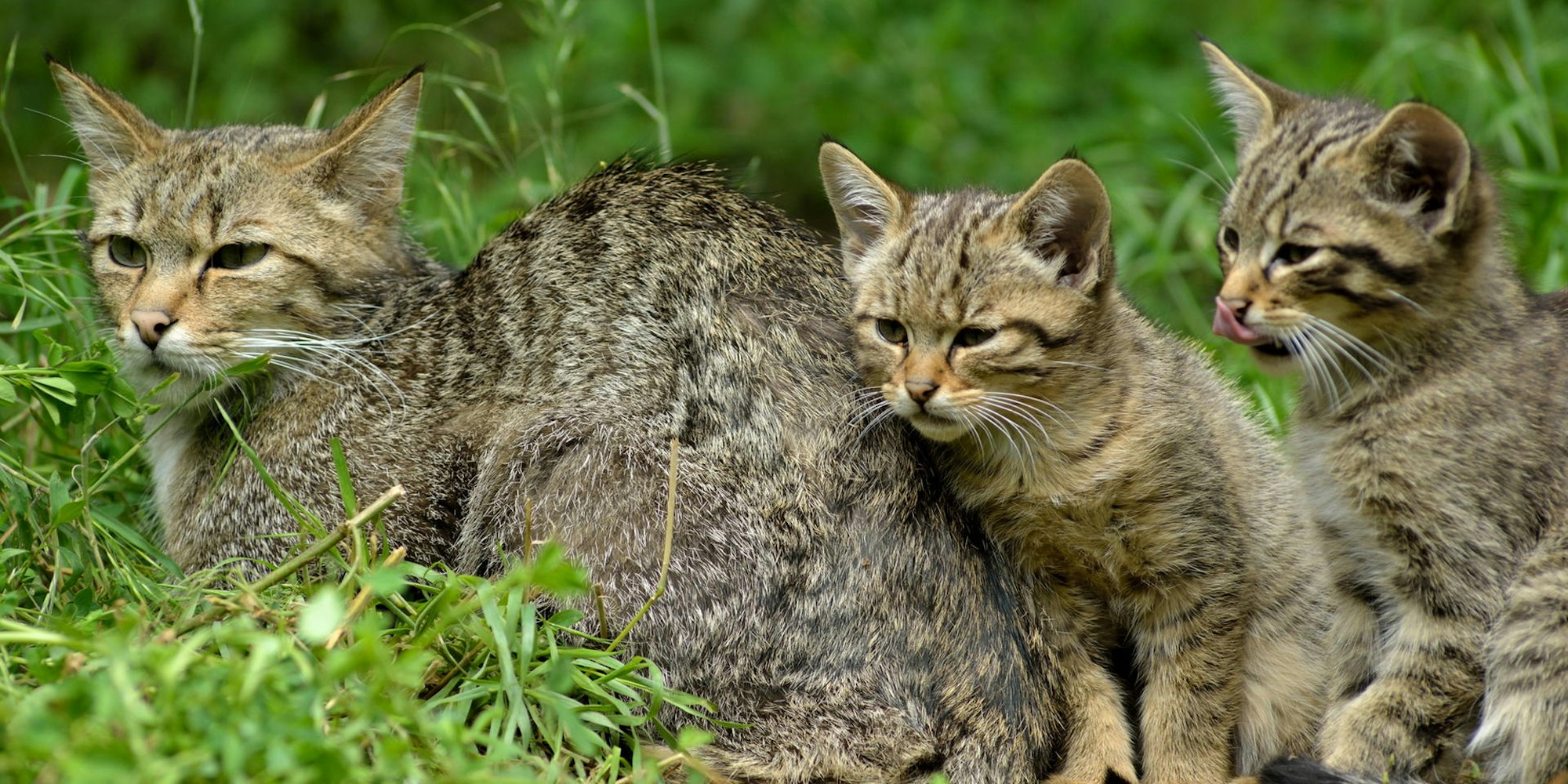 Unwiderstehlich süß sind die jungen Wildkatzen. Doch auch wenn man den Eindruck hat, sie seien vom Muttertier verlassen, darf man sie auf keinen Fall mitnehmen.
