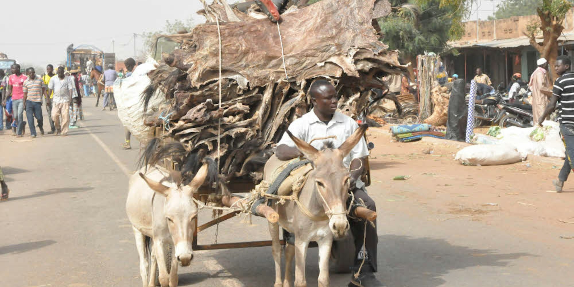 Eselhäute werden in der Gemeinde Djibasso im Nord-Westen von Burkina Faso transportiert. Die Fracht wird nach China geliefert.