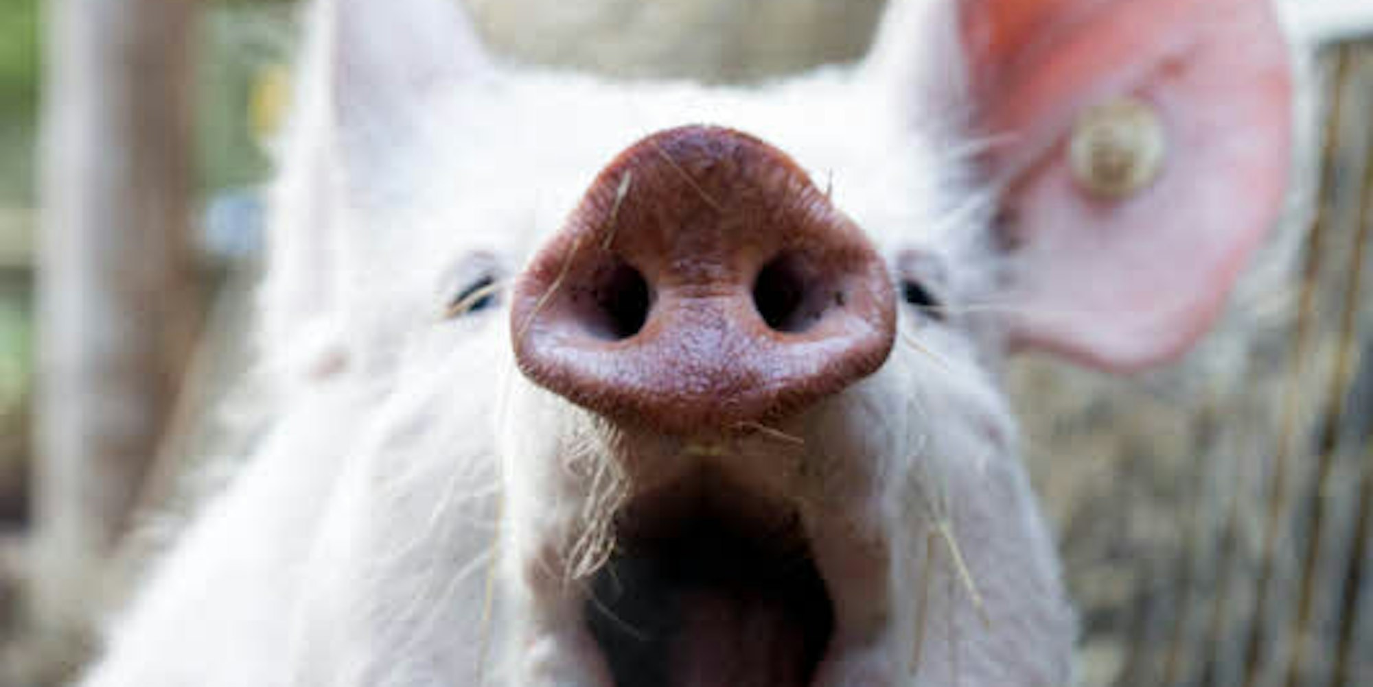 Manchmal steckt Hausschwein Amelie seine vorwitzige Nase in Sachen, die es gar nichts angehen – zum Beispiel ins Blumenbeet.