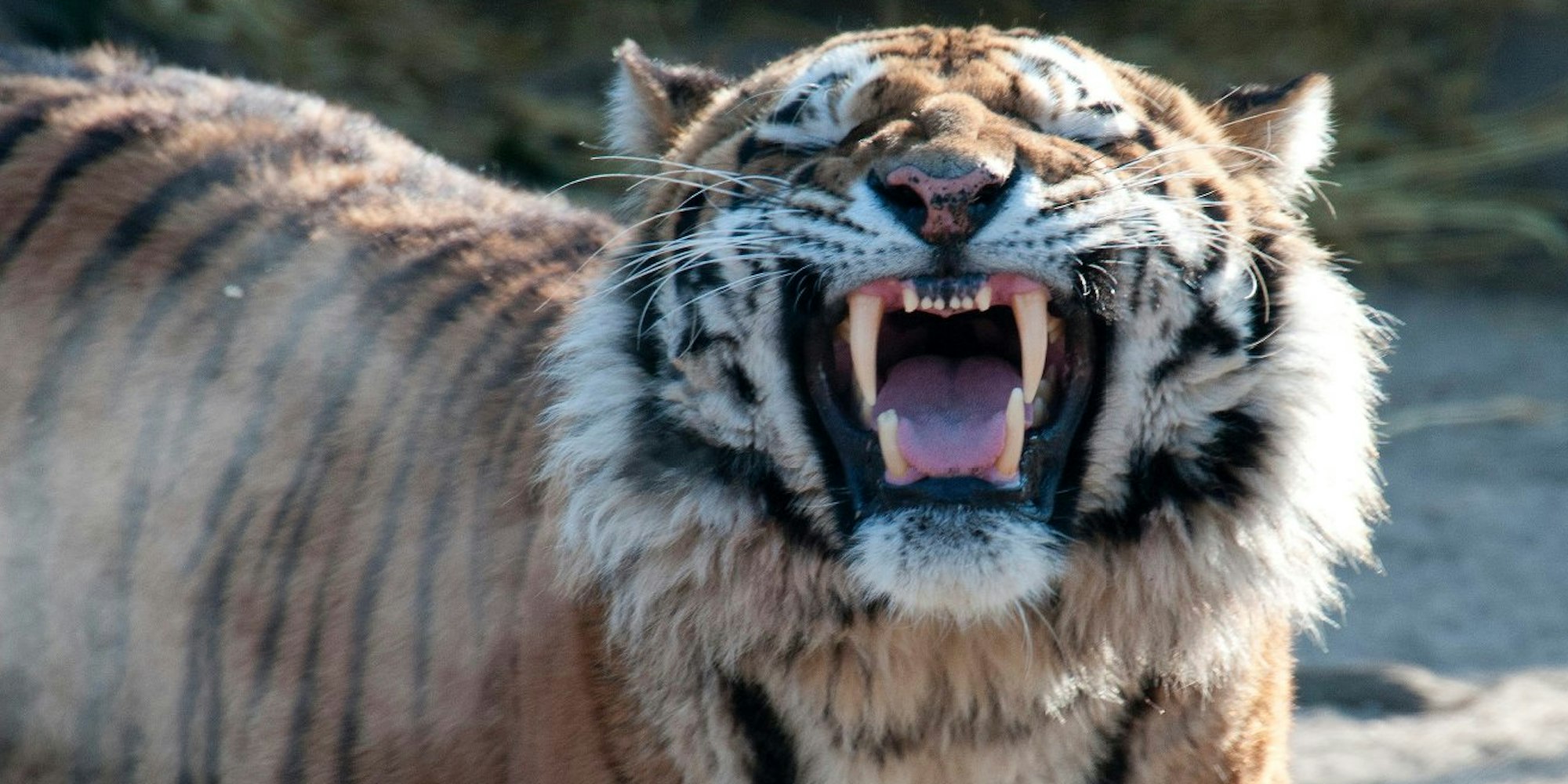 Altai zeigt auf diesem Bild vom 11. Februar sein Gebiss. Das Tigermännchen hat die Pflegerin tödlich verletzt.