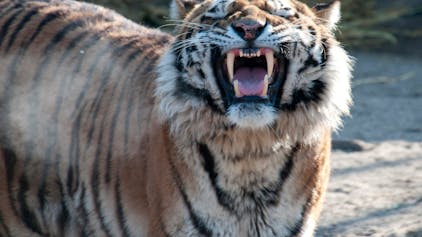 Altai zeigt auf diesem Bild vom 11. Februar sein Gebiss. Das Tigermännchen hat die Pflegerin tödlich verletzt.