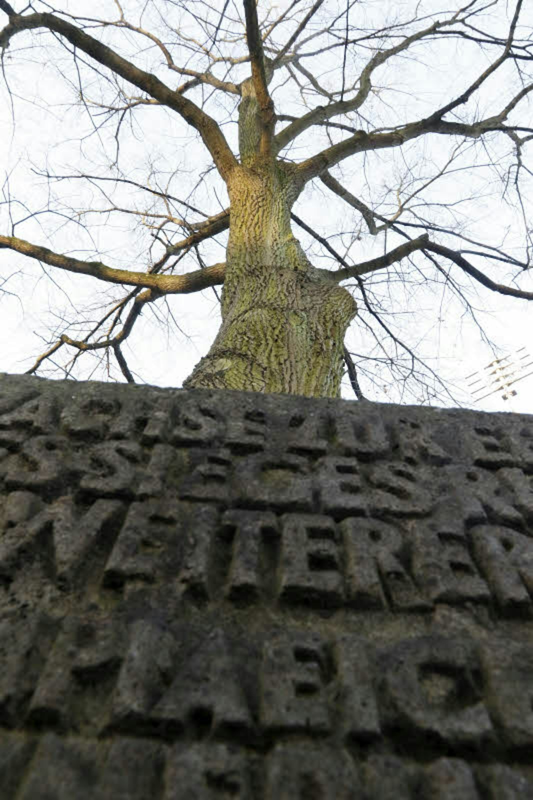 Baum und Gedenkstein erinnern am Radstadion in Müngersdorf an Toni Merkens.