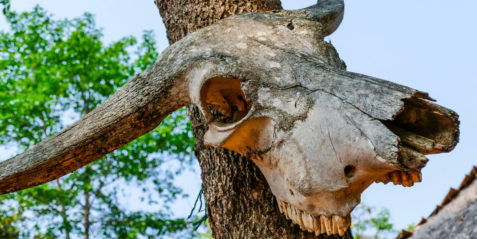 Büffelschädel an Baum imago