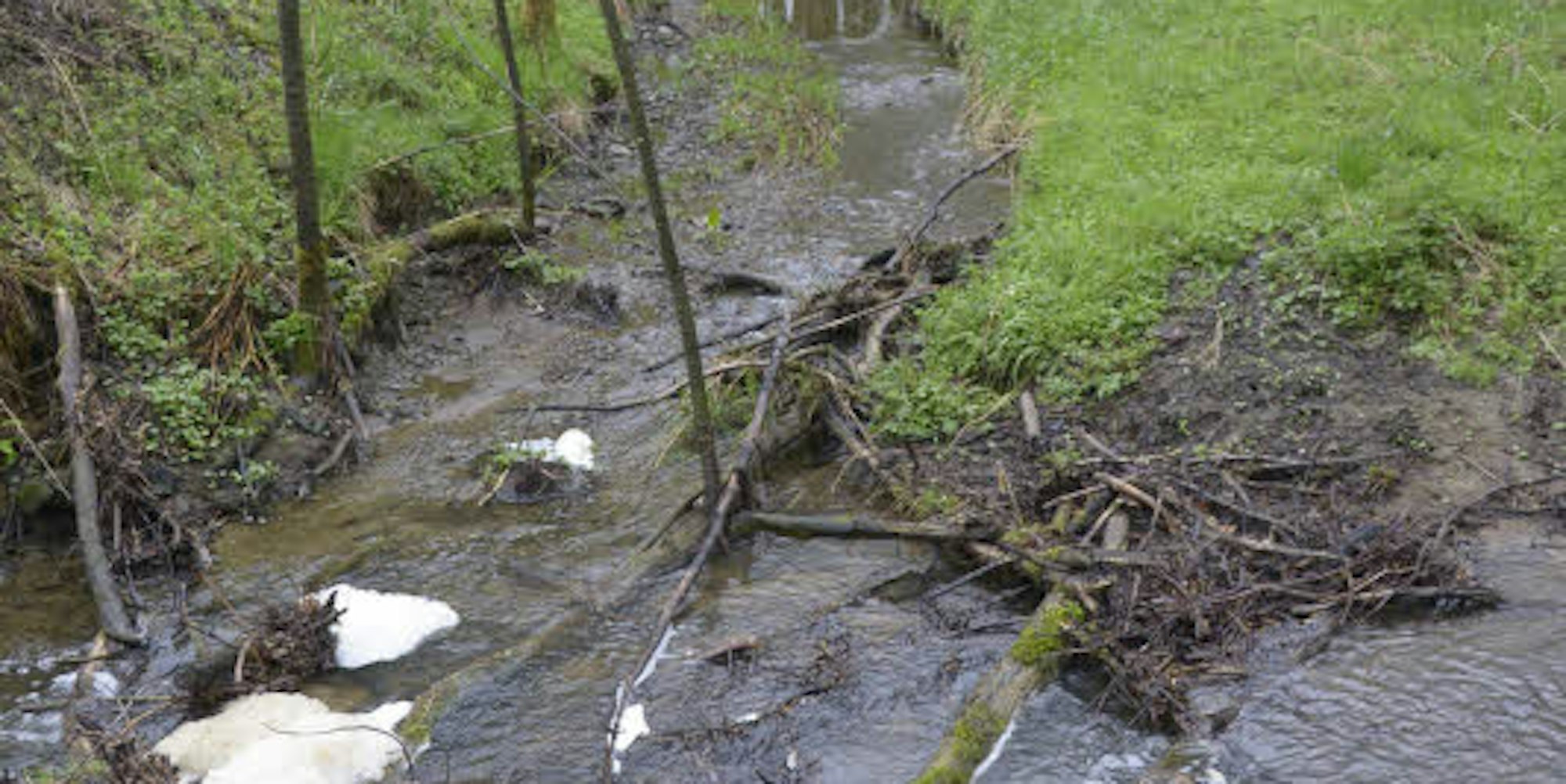 Der Neye-Bach im April 2015. Über den Wasserlauf gelangte die Gülle auch in die Neyetalsperre.