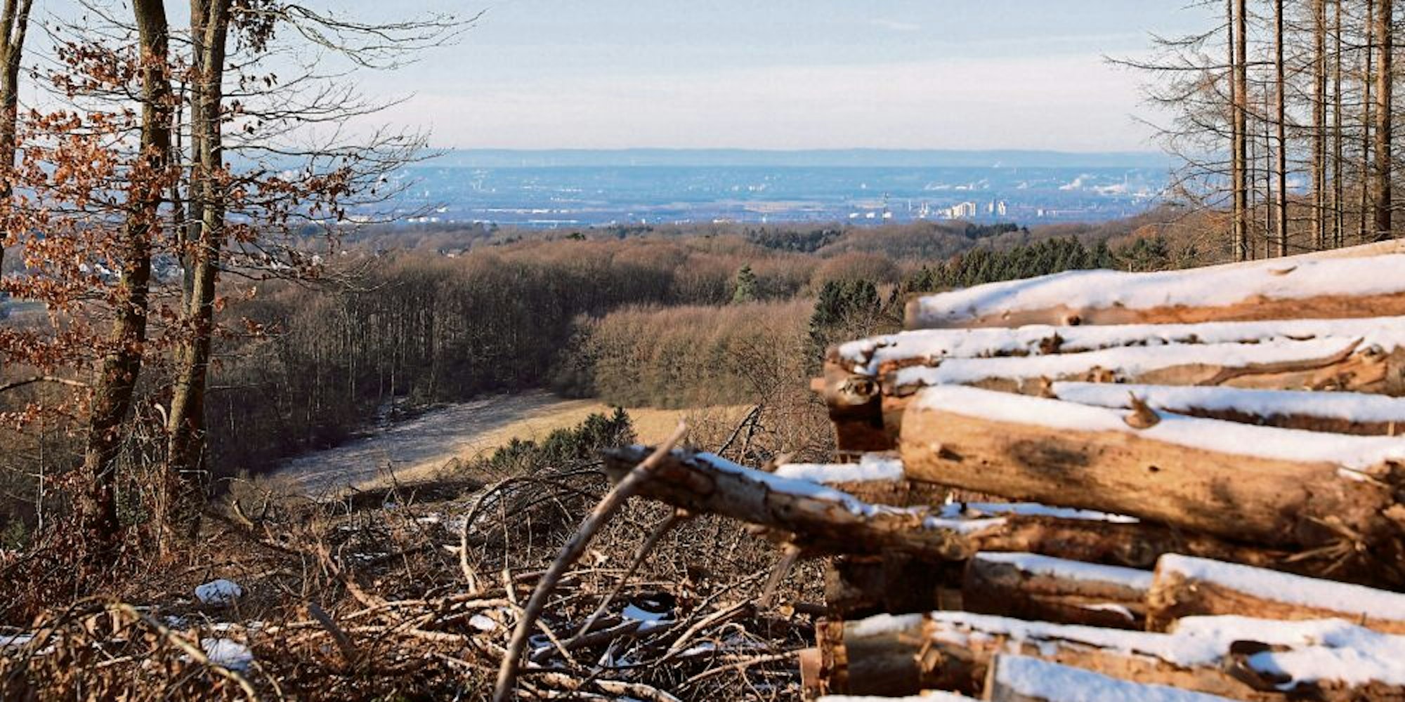 Die neuen Ausblicke vom Lüderich sind durch eine Katastrophe für die Forstwirtschaft entstanden, die nun für einen neuen Wald erneut kämpfen muss.
