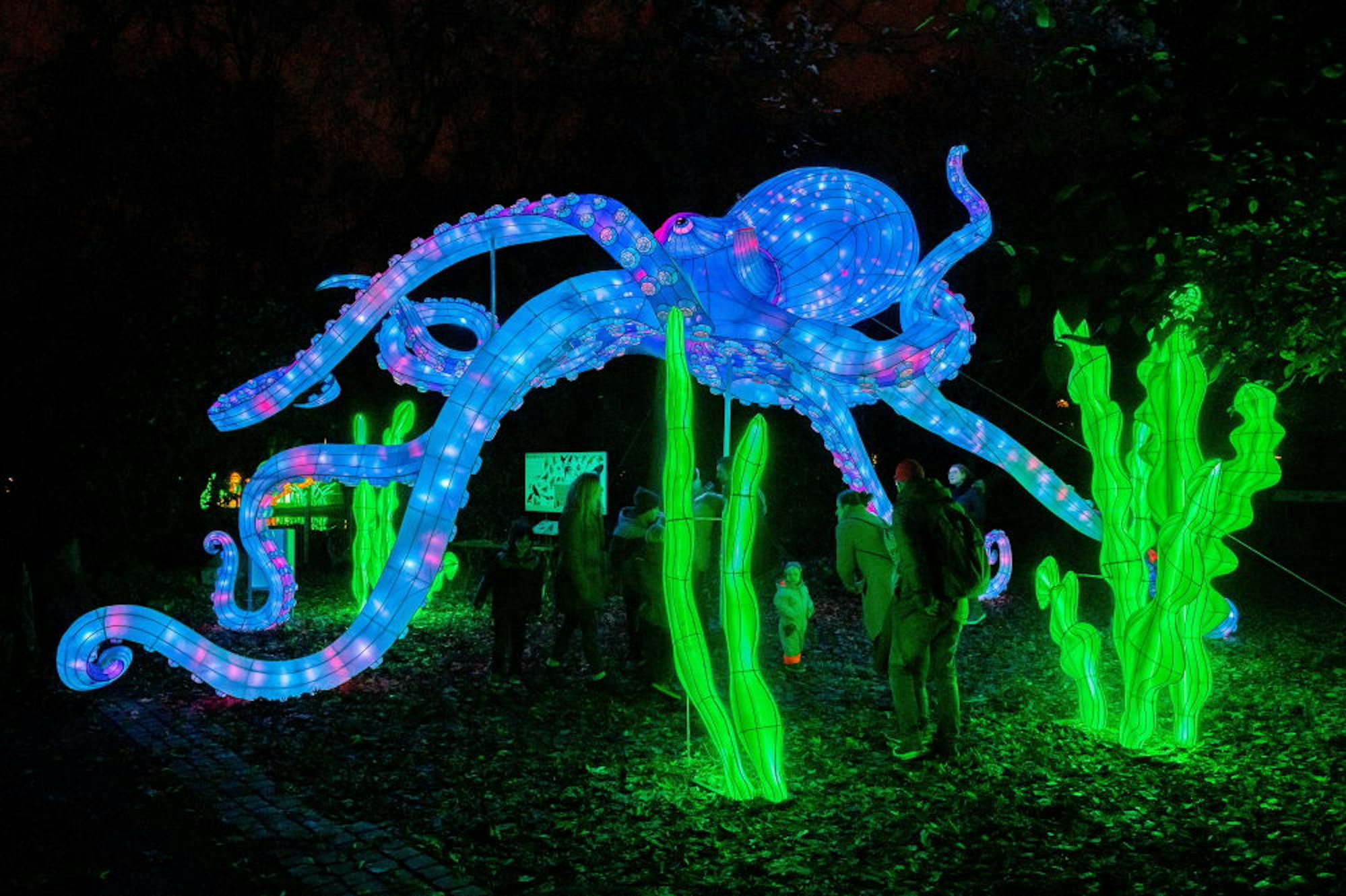 Ein riesiger Oktopus leuchtet in strahlendem Blau.