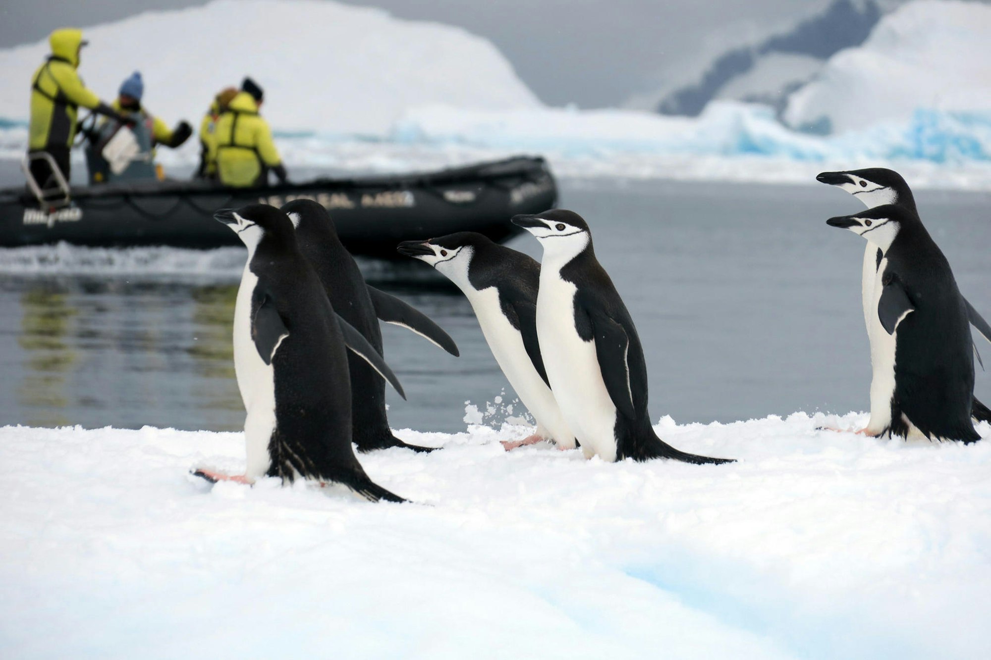 Pinguin_Schlauchboot_Antarktis_Symbol