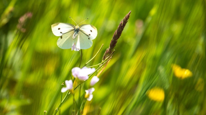 Seltenes Mähen von Grünflächen nützt unter anderem Schmetterlingen .