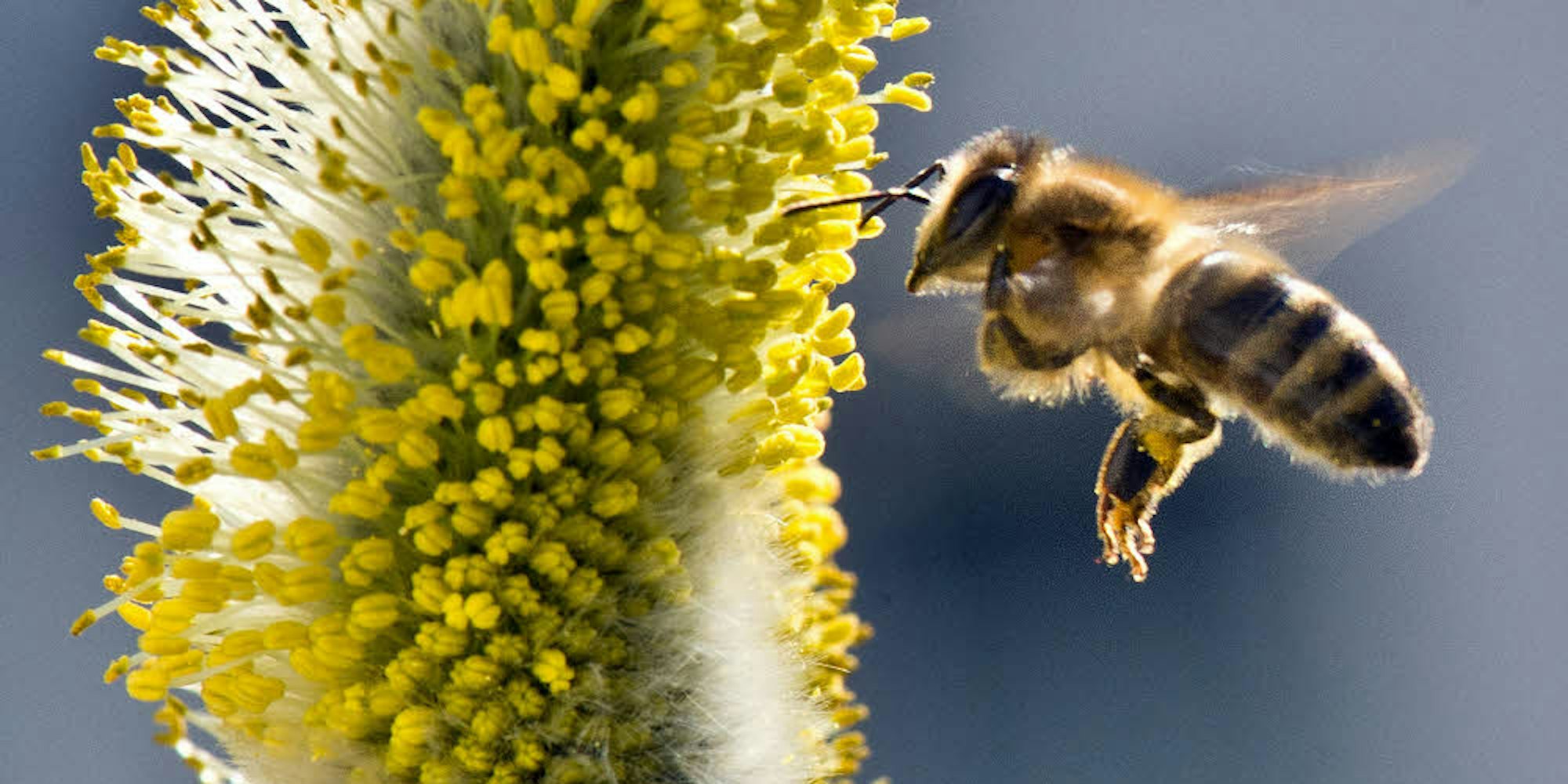 Bedrohte Art: Biene bei der Arbeit.