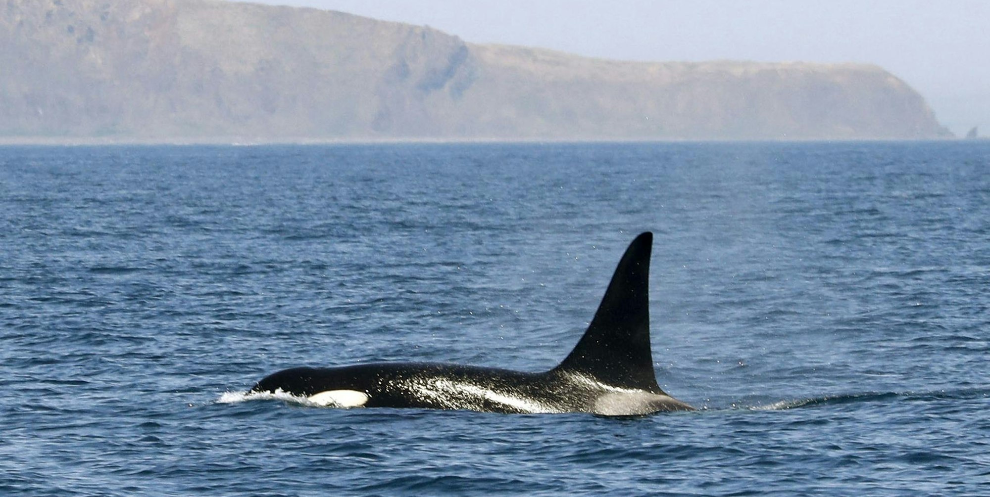 Orca-Wal