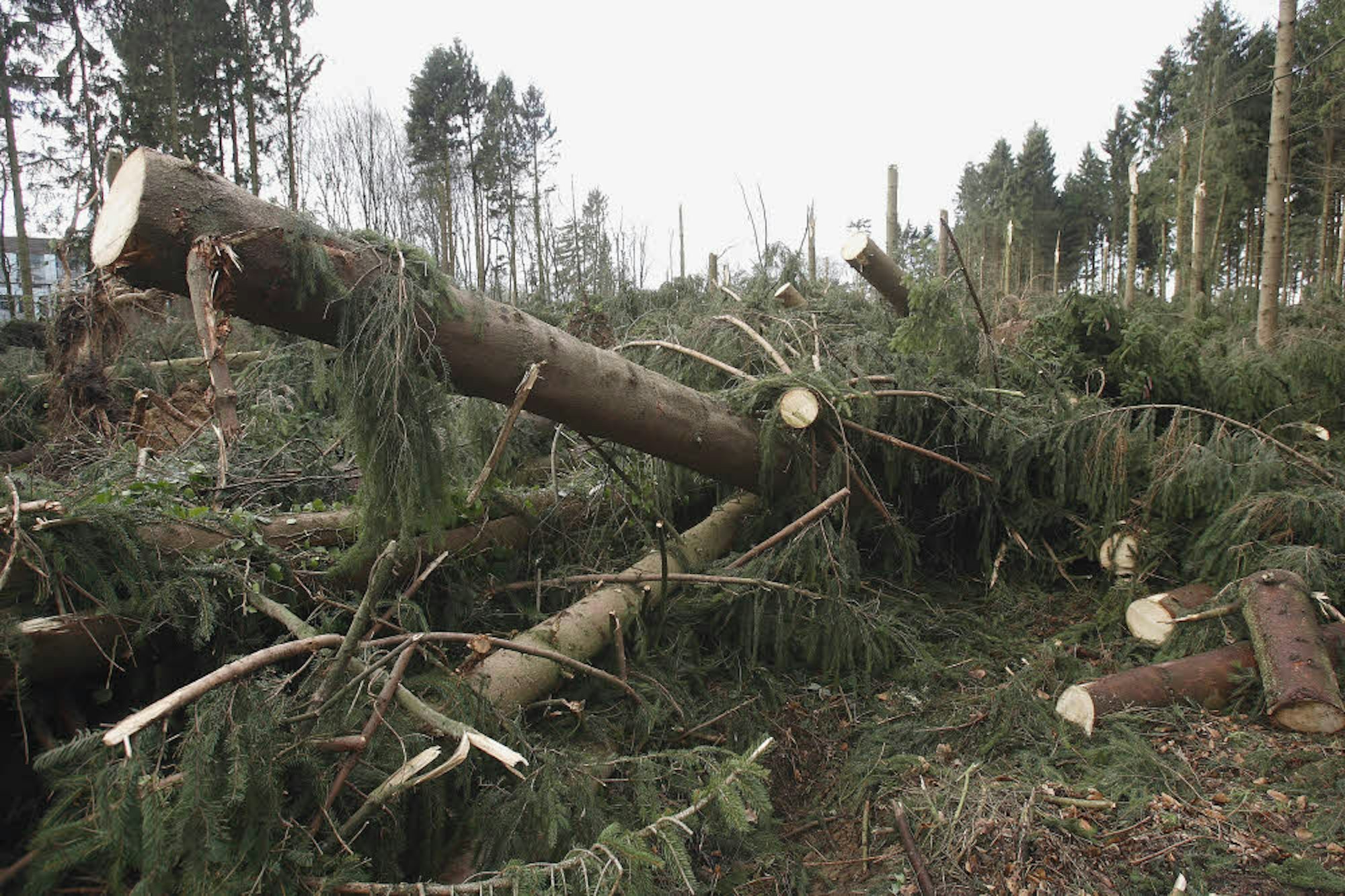 2007 ließ der Sturm Kyrill vorwiegend Nadelbäume, insbesondere Fichten, auf großen Flächen umstürzen. Die Baumstämme lagen kreuz und quer übereinander.