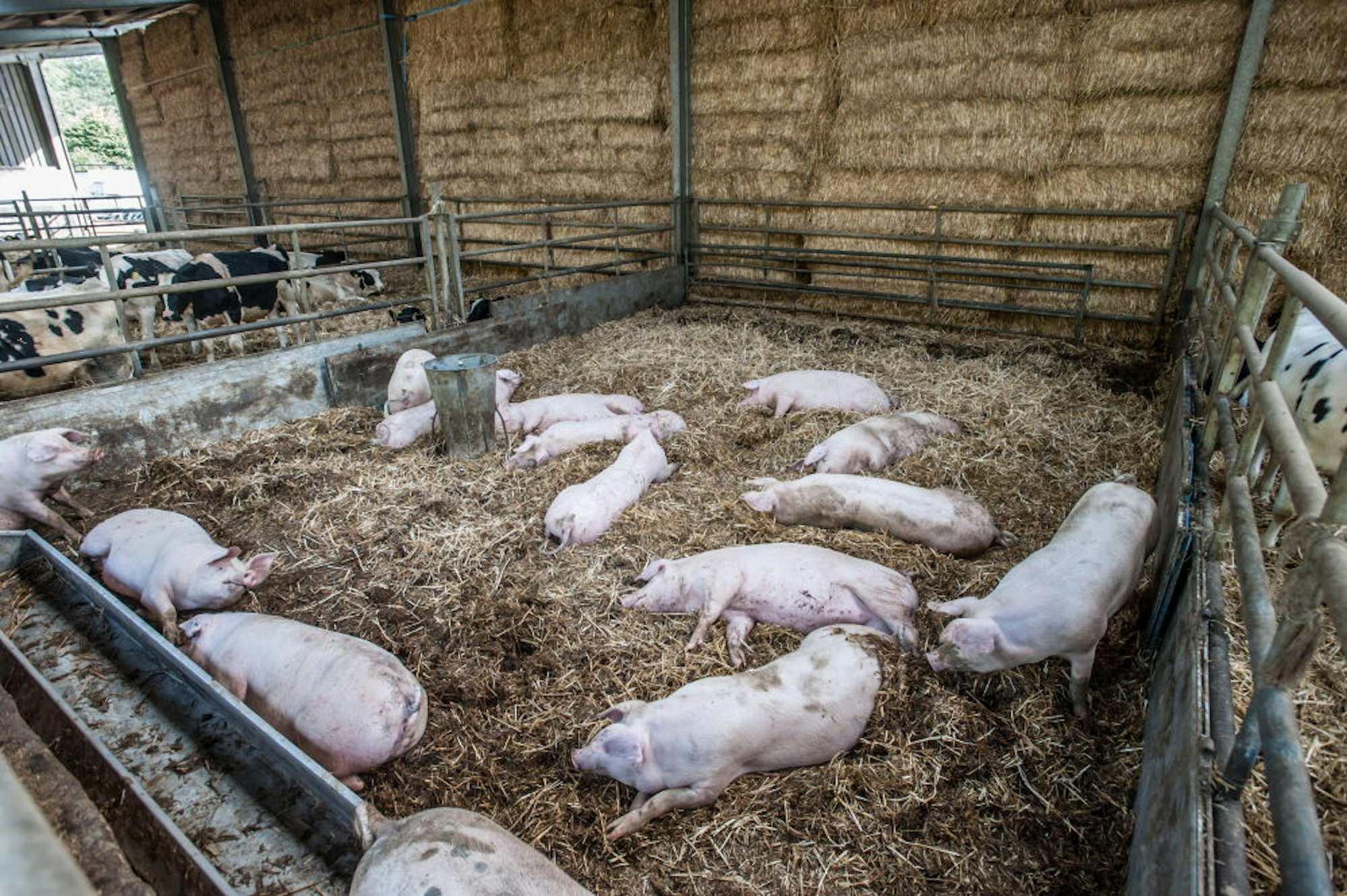 Eine eigene Schweine- und Geflügelzucht betreiben die Bakkers, dazu haben sie 120 Milchkühe und jede Menge Gänse und Puten – die auch ordentlich Alarm schlagen, wenn sich jemand dem Bauernhof nähert.