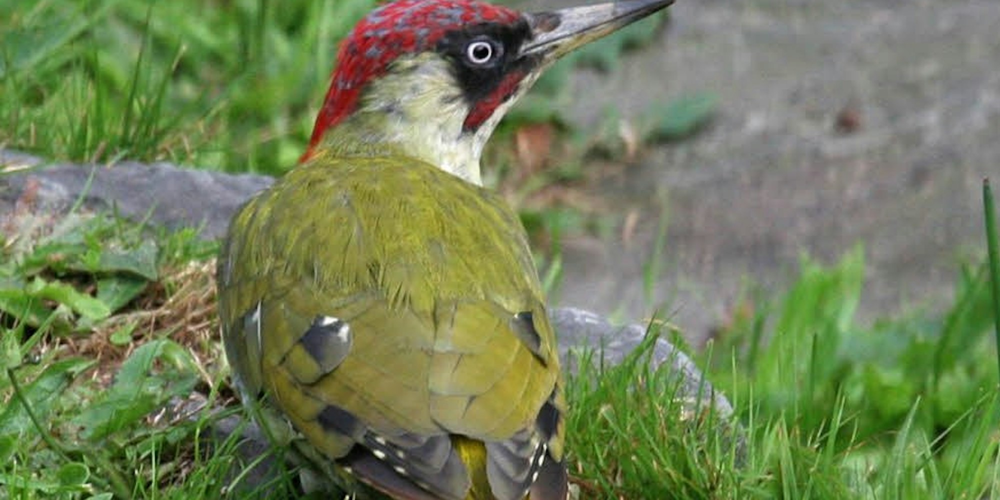 Der Grünspecht ist Vogel des Jahres 2014.