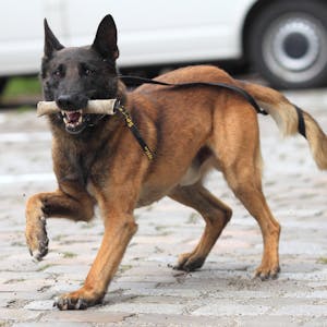 Diensthund Polizei Symbolbild