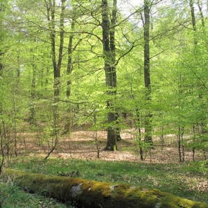 Bäume Nationalpark
