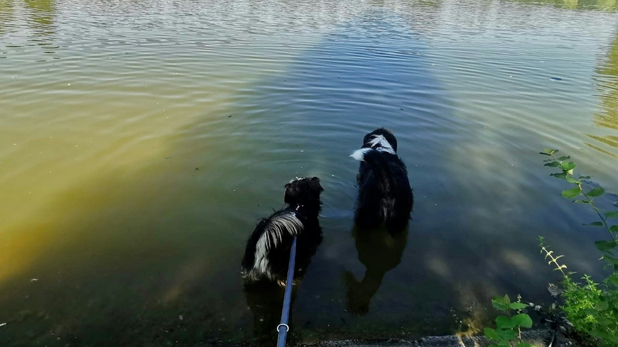 Zwei Hunde laufen in den See.