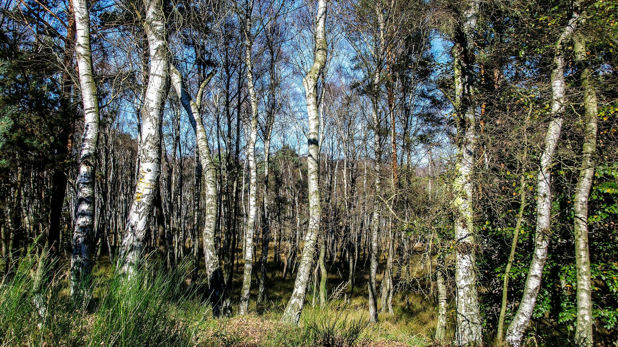 Birkenwald in der Wahner Heide im Frühling
