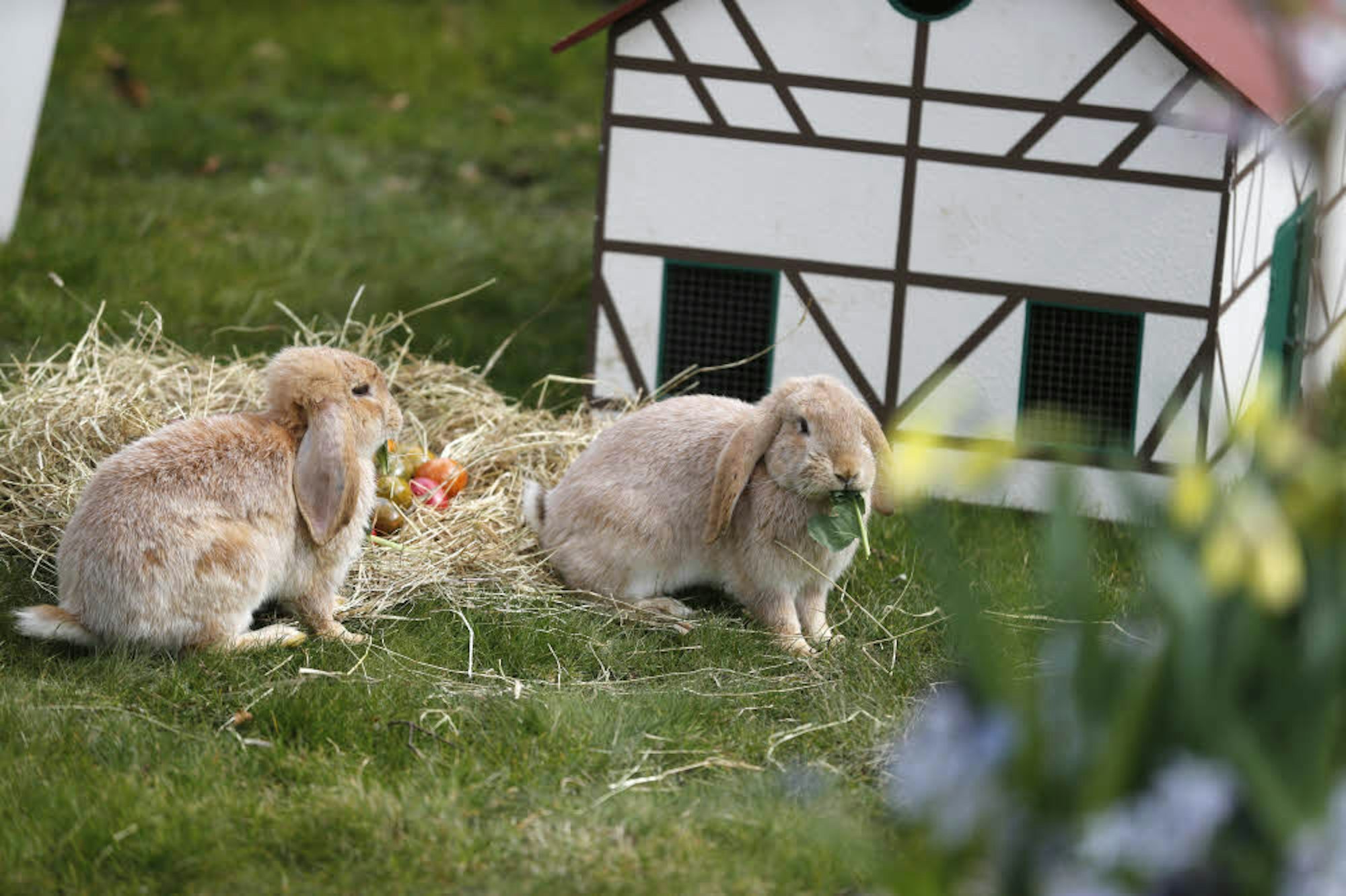 Im Osterdorf „Lampeshausen“ leben die Meissner-Widder-Kaninchen.
