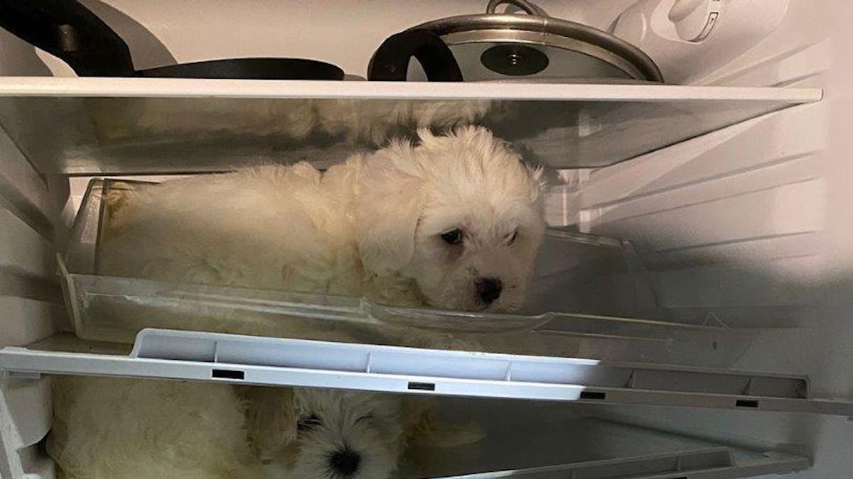 Köln: Verwahrloste Hundewelpen wurden in einem Kühlschrank in Chorweiler gefunden.