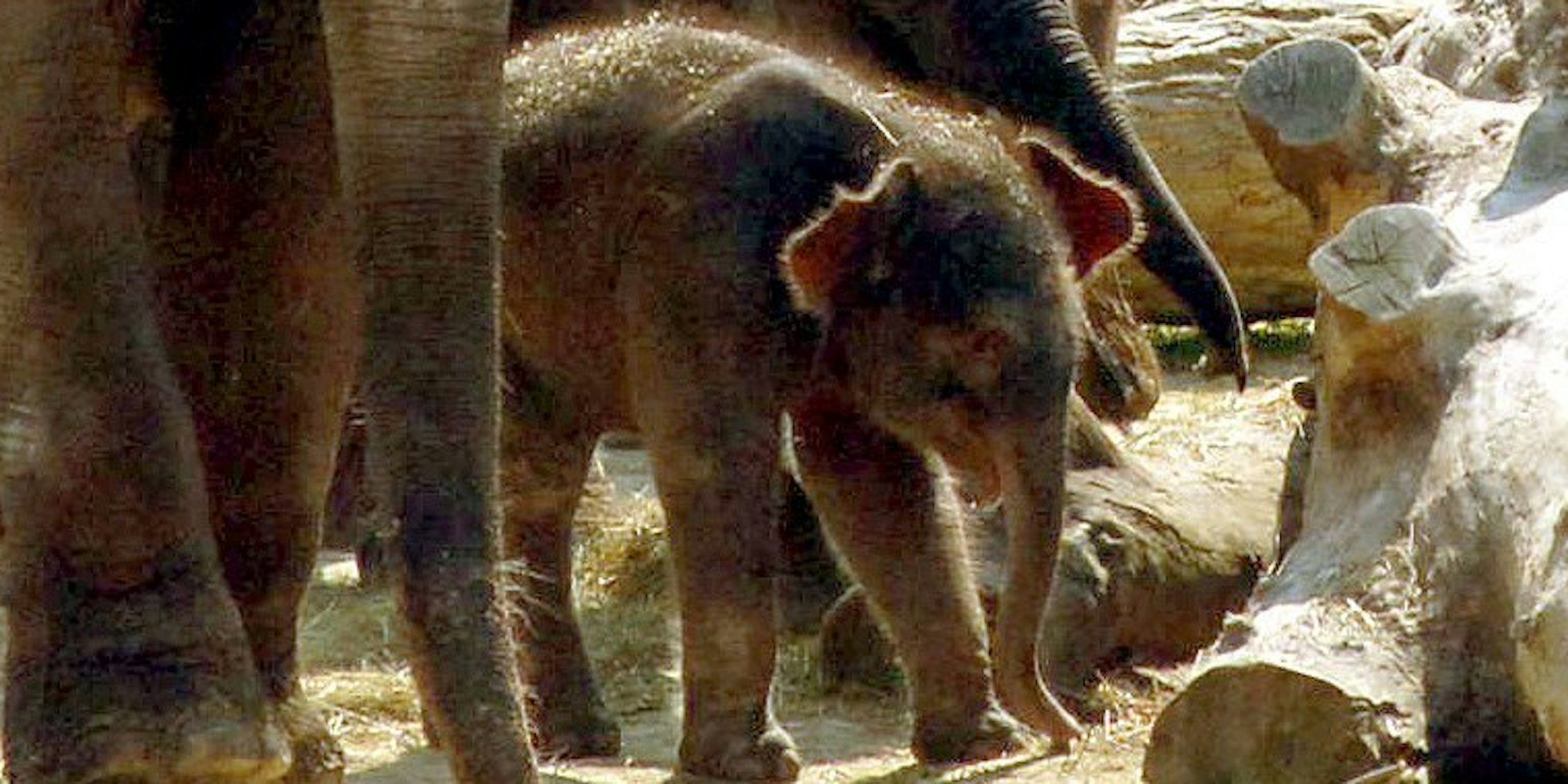 2007 wurde der Elefantenbulle Ming Jung im Kölner Zoo geboren.